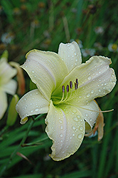 Southern Moon Daylily (Hemerocallis 'Southern Moon') at A Very Successful Garden Center