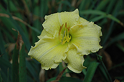 Brocaded Gown Daylily (Hemerocallis 'Brocaded Gown') at Stonegate Gardens
