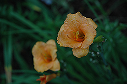 Pixie Parasol Daylily (Hemerocallis 'Pixie Parasol') at A Very Successful Garden Center