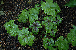 Jeepers Creepers Foamflower (Tiarella 'Jeepers Creepers') at A Very Successful Garden Center
