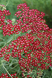Red Beauty Yarrow (Achillea millefolium 'Red Beauty') at Stonegate Gardens