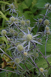 Blue Cap Sea Holly (Eryngium planum 'Blaukappe') at A Very Successful Garden Center