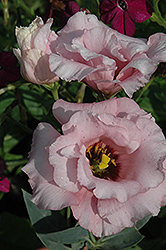 Cinderella Pink Lisianthus (Eustoma grandiflorum 'Cinderella Pink') at A Very Successful Garden Center