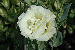 Cinderella White Lisianthus (Eustoma grandiflorum 'Cinderella White') at A Very Successful Garden Center