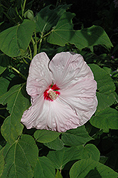 Southern Belle Hibiscus (Hibiscus moscheutos 'Southern Belle') at A Very Successful Garden Center