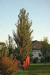 Tower Poplar (Populus x canescens 'Tower') at A Very Successful Garden Center