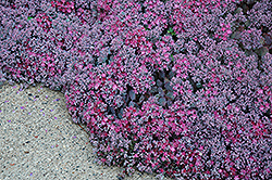 Lidakense Stonecrop (Sedum cauticola 'Lidakense') at A Very Successful Garden Center