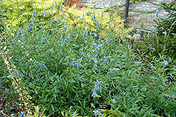 Bog Sage (Salvia uliginosa) at A Very Successful Garden Center