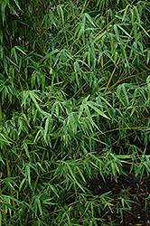 Yellow Grove Bamboo (Phyllostachys aureosulcata) at Stonegate Gardens