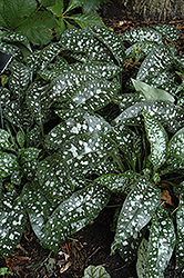 Trevi Fountain Lungwort (Pulmonaria 'Trevi Fountain') at The Mustard Seed