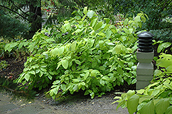 Garden Glow Dogwood (Cornus hessei 'Garden Glow') at Stonegate Gardens
