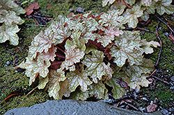 Ginger Ale Coral Bells (Heuchera 'Ginger Ale') at A Very Successful Garden Center