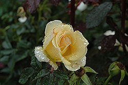 Centennial Rose (Rosa 'BAIcent') at Stonegate Gardens