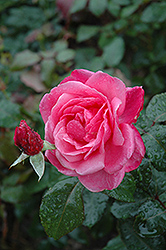 Grandma's Blessing Rose (Rosa 'Grandma's Blessing') at Stonegate Gardens