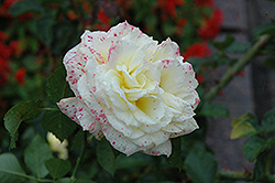 Tahitian Moon Rose (Rosa 'BAIoon') at Stonegate Gardens