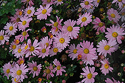 Twilight Pink Daisy Chrysanthemum (Chrysanthemum 'Twilight Pink Daisy') at Stonegate Gardens