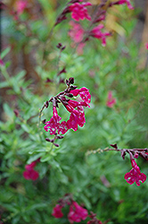 Raspberry Royal Sage (Salvia greggii 'Raspberry Royal') at A Very Successful Garden Center