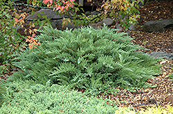 Moor-Dense Juniper (Juniperus sabina 'Monard') at A Very Successful Garden Center
