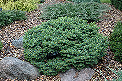 Mrs. Cesarini Blue Spruce (Picea pungens 'Mrs. Cesarini') at A Very Successful Garden Center