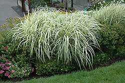 Variegated Silver Grass (Miscanthus sinensis 'Variegatus') at A Very Successful Garden Center