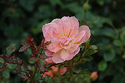 Honey Bunch Rose (Rosa 'Honey Bunch') at A Very Successful Garden Center