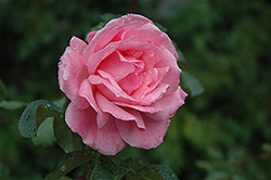 Queen Elizabeth Rose (Rosa 'Queen Elizabeth') at Lakeshore Garden Centres