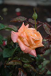 Flora Danica Rose (Rosa 'Flora Danica') at A Very Successful Garden Center