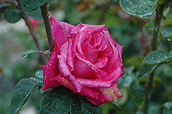 Swarthmore Rose (Rosa 'Swarthmore') at A Very Successful Garden Center