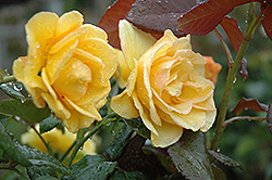 Sundance Rose (Rosa 'Sundance') at A Very Successful Garden Center