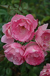 Simplicity Rose (Rosa 'Simplicity') at A Very Successful Garden Center