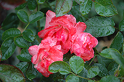 Ainsley Dickson Rose (Rosa 'Ainsley Dickson') at Stonegate Gardens