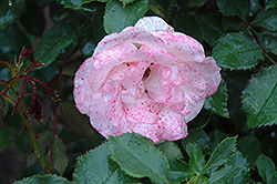 Bridal Pink Rose (Rosa 'Bridal Pink') at Stonegate Gardens