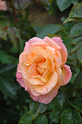 Day Breaker Rose (Rosa 'Day Breaker') at A Very Successful Garden Center