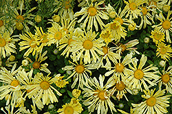 Yellow Quill Chrysanthemum (Chrysanthemum 'Yellow Quill') at A Very Successful Garden Center