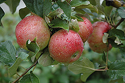 Sweet Sixteen Apple (Malus 'Sweet Sixteen') at Stonegate Gardens