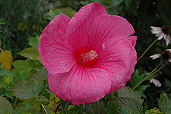 Pink Clouds Hibiscus (Hibiscus moscheutos 'Pink Clouds') at Stonegate Gardens