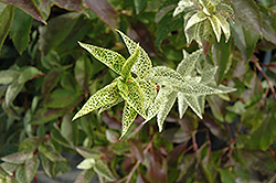 Kumson Forsythia (Forsythia viridissima 'Kumson') at Stonegate Gardens