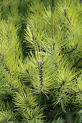 Golden Mugo Pine (Pinus mugo 'Aurea') at A Very Successful Garden Center