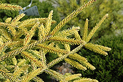 Skylands Golden Spruce (Picea orientalis 'Skylands') at A Very Successful Garden Center