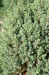 Miniature Juniper (Juniperus communis 'Miniature') at The Mustard Seed