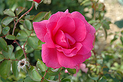 Earth Song Rose (Rosa 'Earth Song') at A Very Successful Garden Center