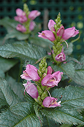 Hot Lips Turtlehead (Chelone lyonii 'Hot Lips') at The Mustard Seed