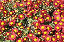 Red Daisy Chrysanthemum (Chrysanthemum 'Red Daisy') at Lakeshore Garden Centres