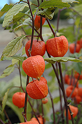 Chinese Lantern (Physalis franchetii) at A Very Successful Garden Center
