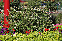Compact Pee Gee Hydrangea (Hydrangea paniculata 'Pee Gee Compact') at Stonegate Gardens