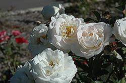 Snowdrift Rose (Rosa 'BAIrift') at Stonegate Gardens