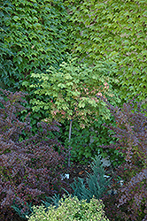 Burning Bush (tree form) (Euonymus alatus '(tree form)') at A Very Successful Garden Center