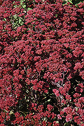 Garnet Brocade Stonecrop (Sedum 'Garbro') at Stonegate Gardens