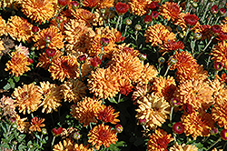 Warm Igloo Chrysanthemum (Chrysanthemum 'Warm Igloo') at A Very Successful Garden Center