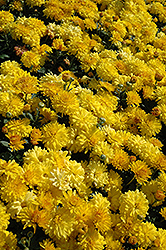 Sunny Igloo Chrysanthemum (Chrysanthemum 'Sunny Igloo') at A Very Successful Garden Center